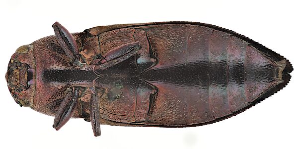 Melobasis andersoni, SAMA 25-50483, coll. Tepper in 1871, MU, photo by Peter Lang for SA Museum, 16.5 × 6.1 mm